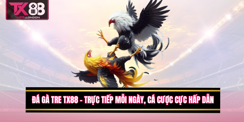 Đá Gà Tre TX88 – Trực Tiếp Mỗi Ngày, Cá Cược Cực Hấp Dẫn
