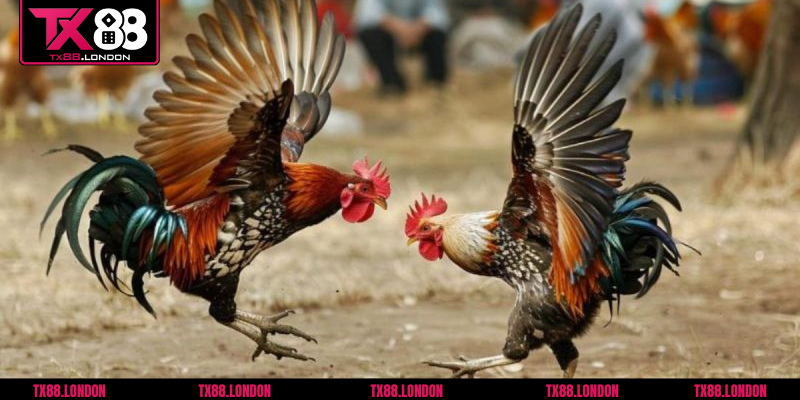 Hướng dẫn đặt cược đúng kèo đá gà tre tại nhà cái TX88
